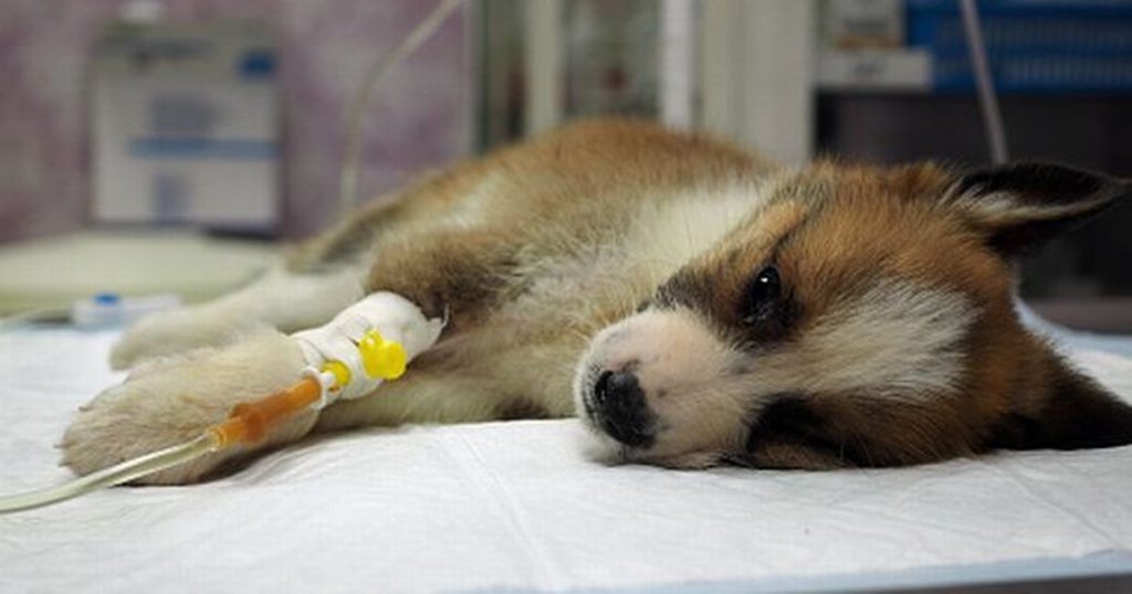 درمان پاروویروس سگ در اصفهان